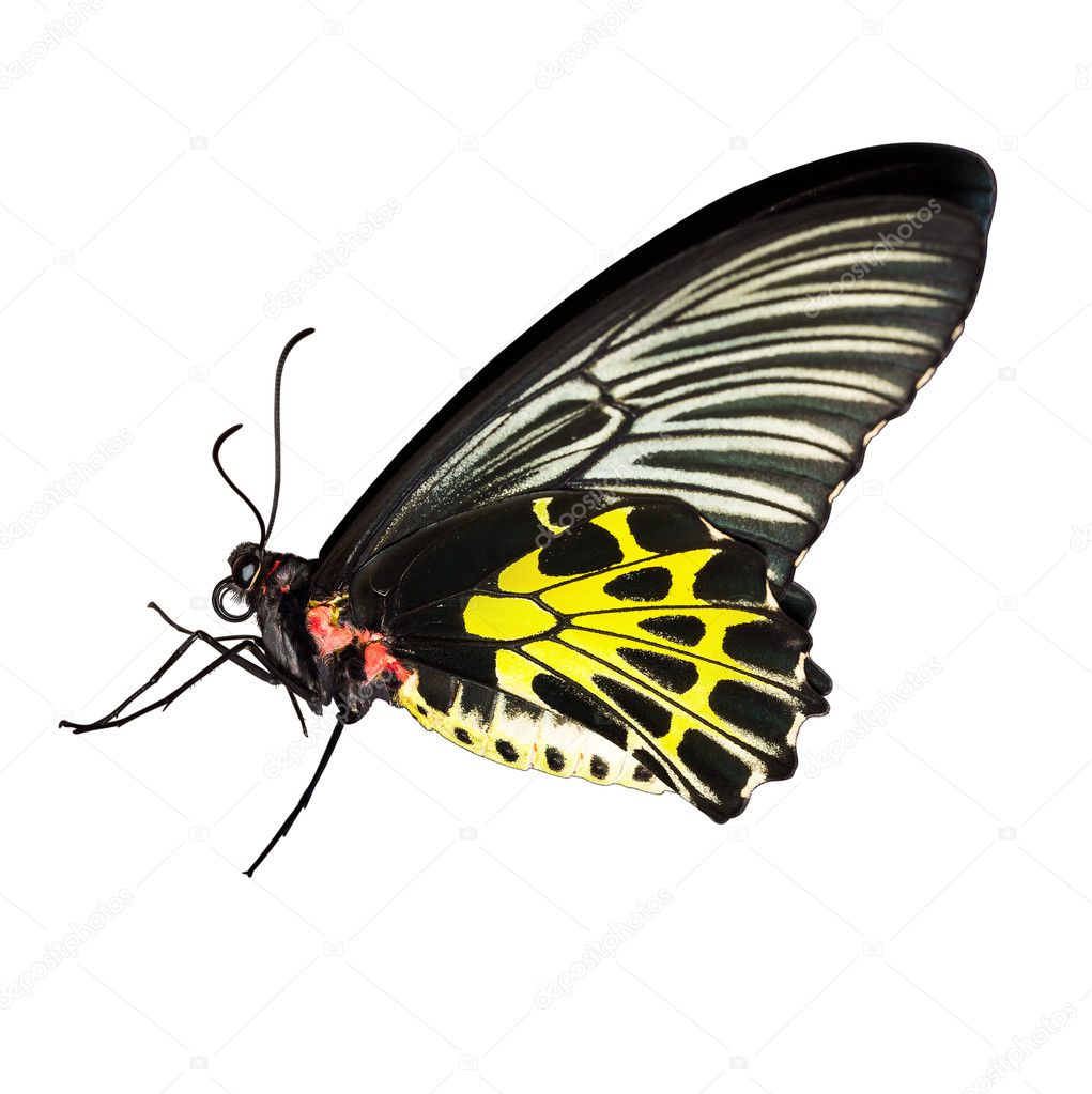 Common birdwing butterfly on white background