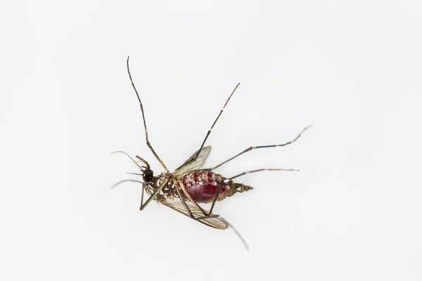 Комари з кров'ю на білому тлі — стокове фото