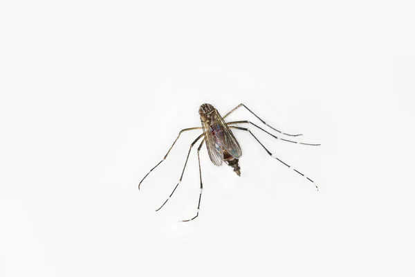 Комари з кров'ю на білому тлі — стокове фото