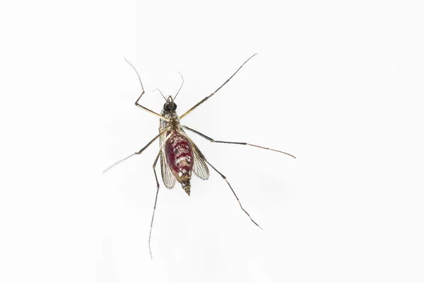 Mosquito with red blood on white background — Stock Photo, Image