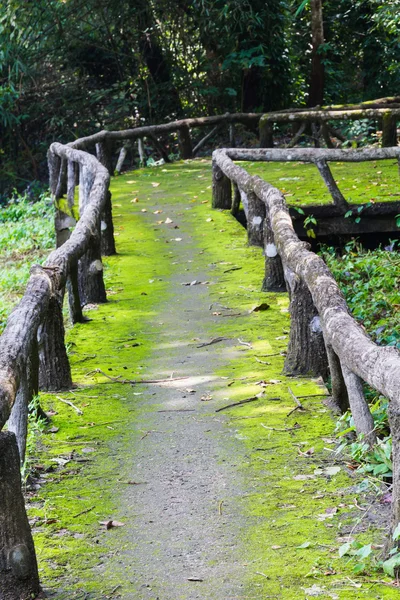 Walkway to jungle — Stock Photo, Image