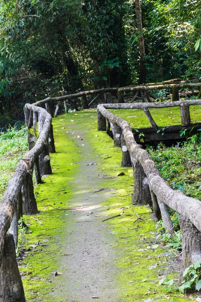 Walkway to jungle — Stock Photo, Image