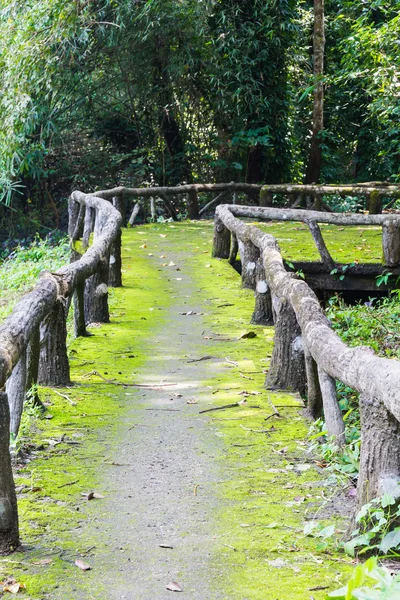 Walkway to jungle — Stock Photo, Image