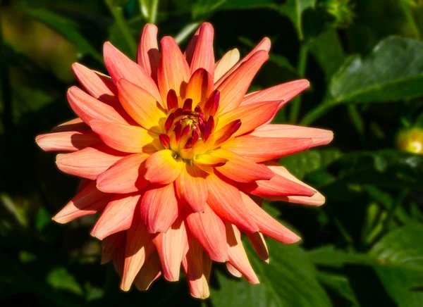 Orange dahlia flower — Stock Photo, Image