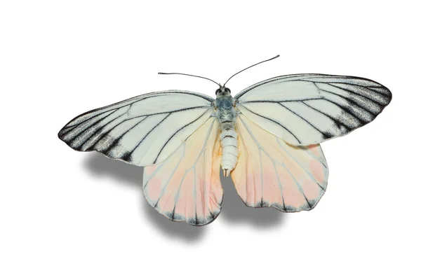Mariposa Jezabel pintada sobre fondo blanco — Foto de Stock