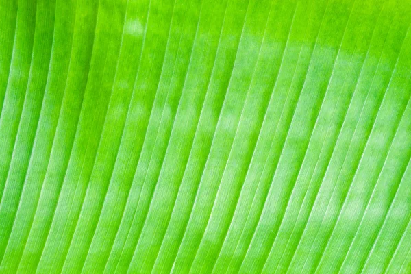 Foglia di banana verde — Foto Stock