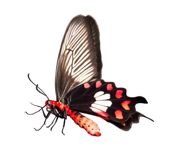 一般的な薔薇蝶 — ストック写真