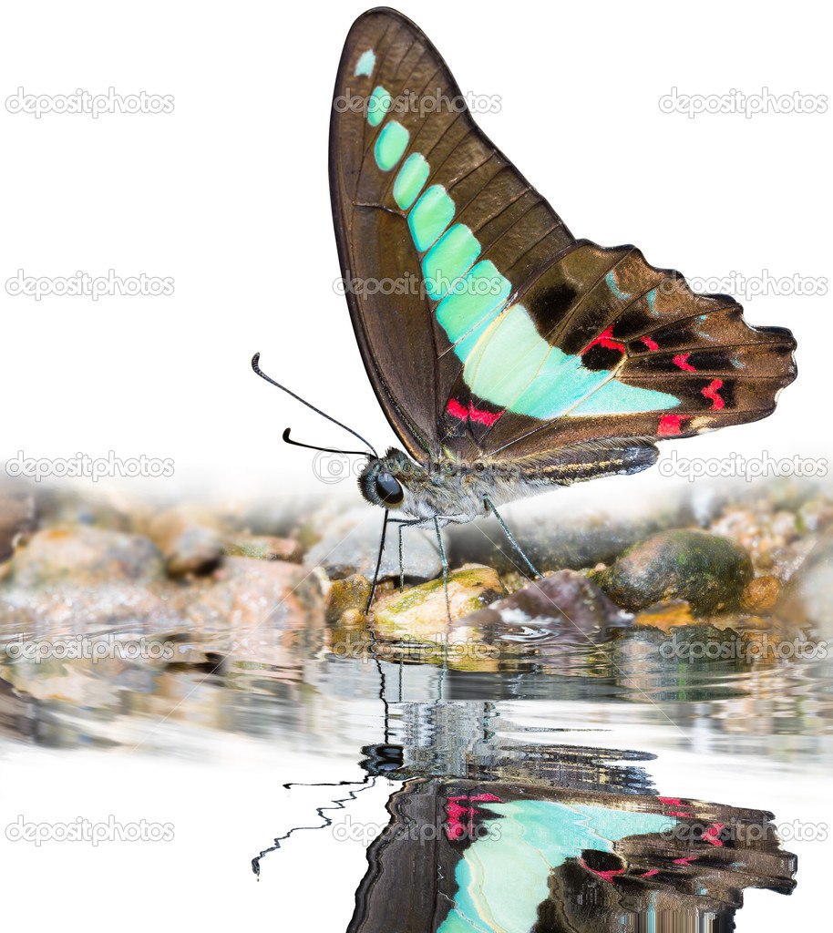 Bluebottle butterfly on water