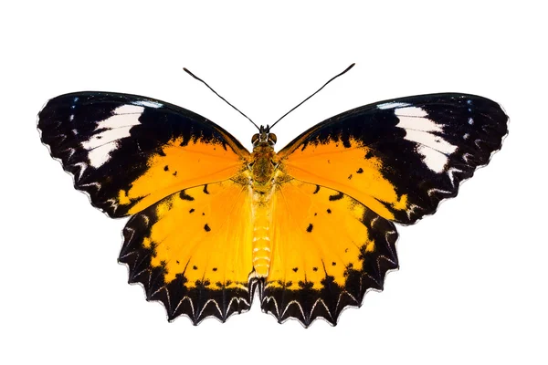 Beyaz arka plan üzerinde leopar lacewing kelebek erkek — Stok fotoğraf