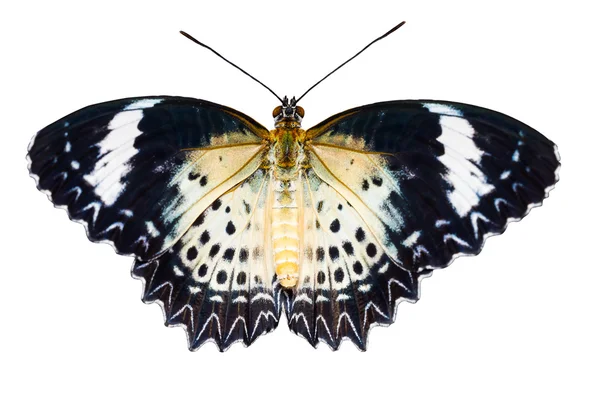 Mujer de Leopard lacewing mariposa sobre fondo blanco — Foto de Stock