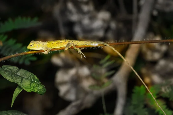 Petit lézard sur arbre — Photo