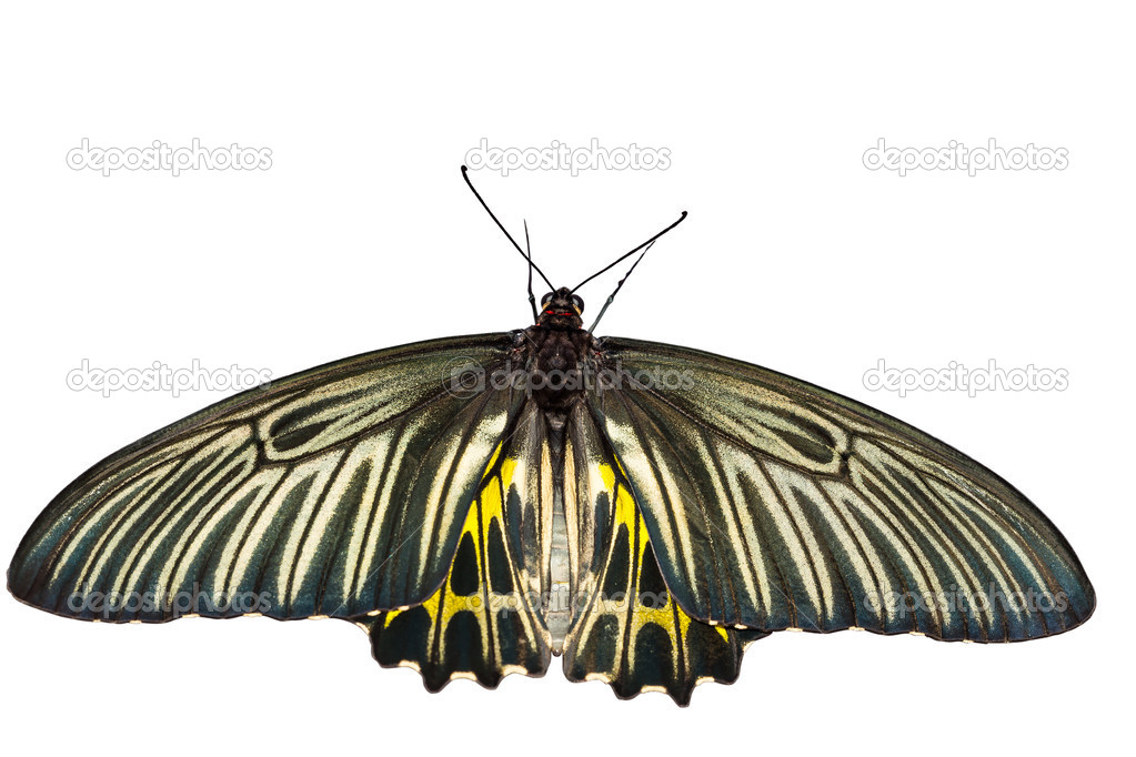 Top view open wings of Common Birdwing butterfly