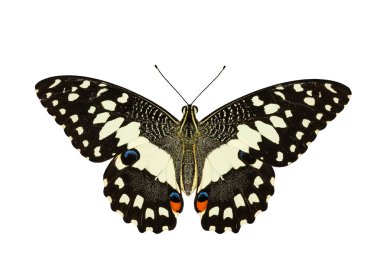 Beyaz arka planda kireç kelebek Üstten Görünüm