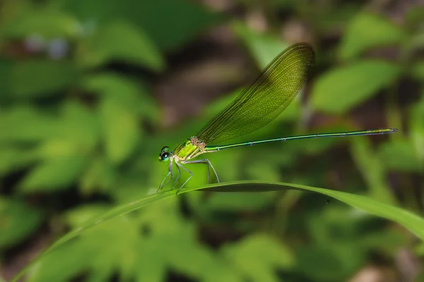 Green demselfly on leaf — Stock Photo, Image