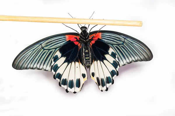 女性の偉大なモルモンの蝶の底面図 — ストック写真