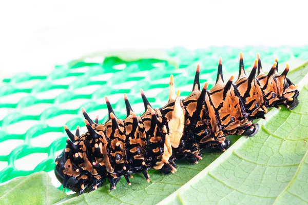 황금 birdwing 나비의 애벌레 단계 — 스톡 사진