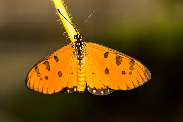 Tawny coster motýl — Stock fotografie