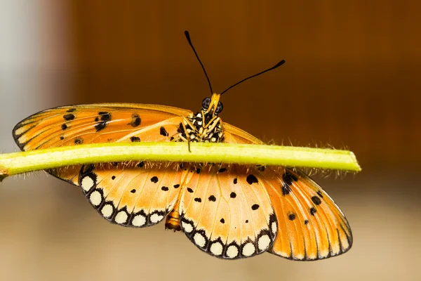 Tawny coster motyl — Zdjęcie stockowe