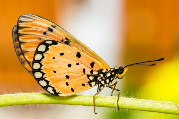 Tawny Coster Butterfly — Stock Photo, Image