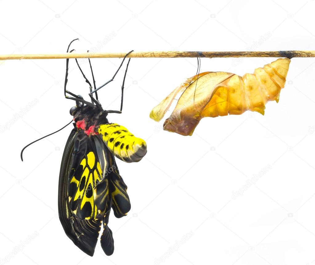 New born Common Birdwing butterfly emerge from cocoon