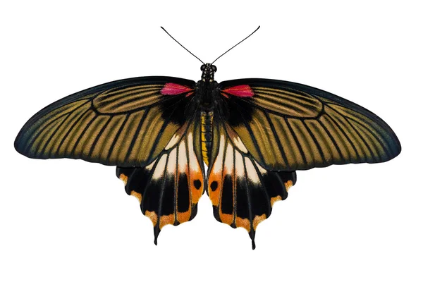 Vedere de sus a corpului galben feminin Great mormon Butterfly — Fotografie, imagine de stoc