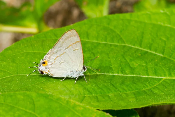 Kobieta często motyl Sikora — Zdjęcie stockowe