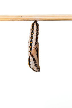 Koza sarımsı kahverengi coster kelebek