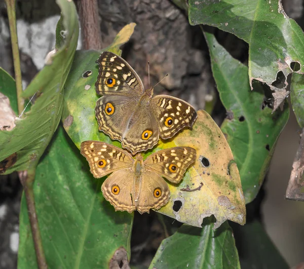 Lemon Pansy papillon — Photo