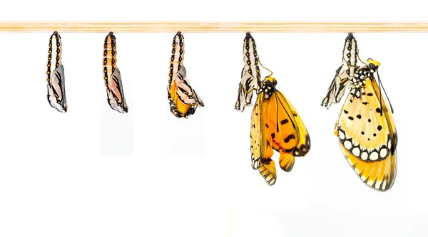 成熟的茧变换到褐黄色 coster 蝴蝶 — 图库照片
