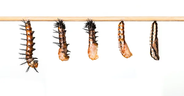 Mature caterpillar transform to cocoon of Tawny Coster butterfly — Stock Photo, Image