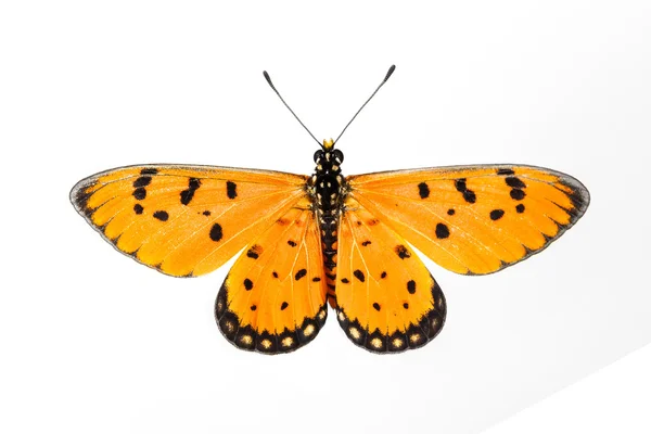 Top view of Tawny Coster butterfly — Stock Photo, Image