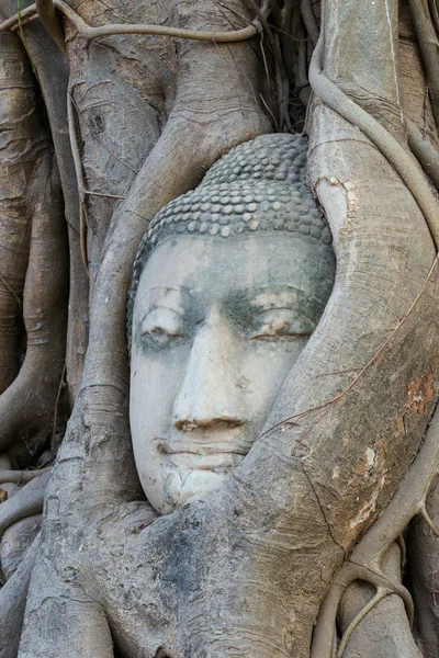 La testa di Buddha nelle radici degli alberi — Foto Stock