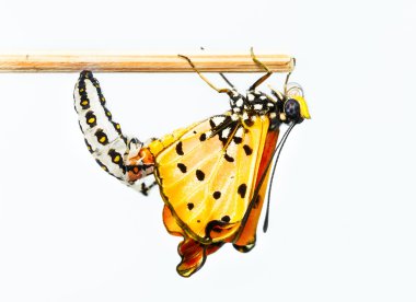 Tawny Coster butterfly emerging from cocoon clipart