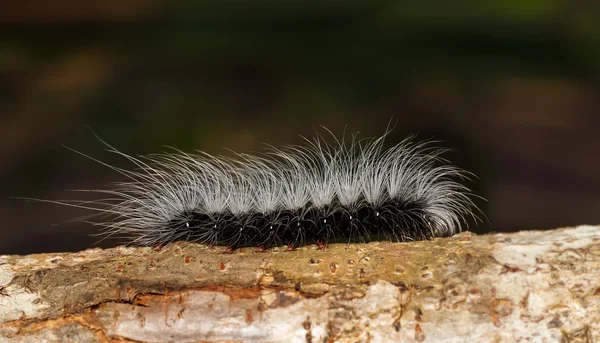 Caterpilar preto com cabelos brancos na árvore — Fotografia de Stock