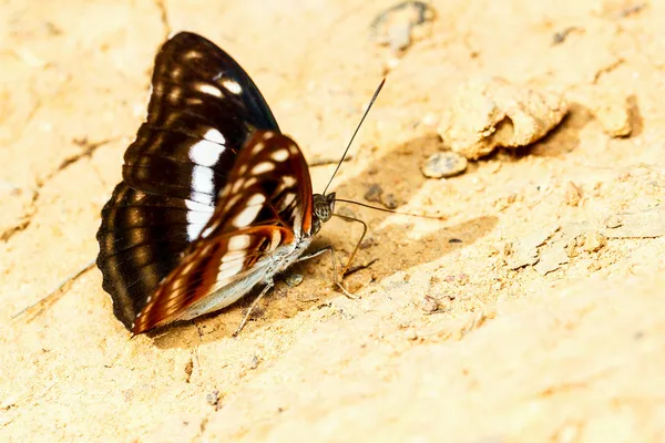 Коричневая и белая бабочка сосет пищу — стоковое фото
