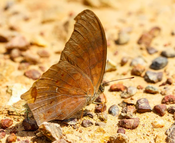 La grande farfalla assira a terra — Foto Stock