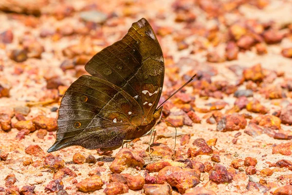 La farfalla foglia autunnale — Foto Stock