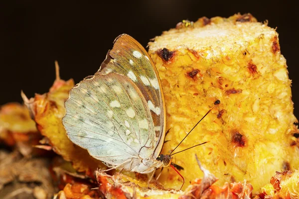 Vrouw van aarchduke vlinder op fruit — Stockfoto