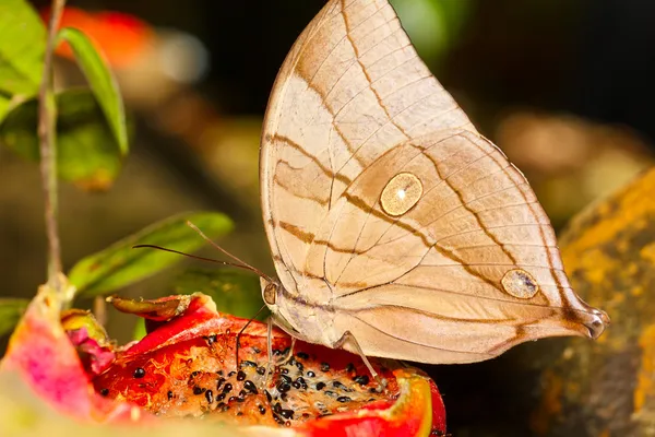 De koh-i-noor vlinder — Stockfoto