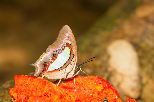 De gemeenschappelijke nawab vlinder — Stockfoto