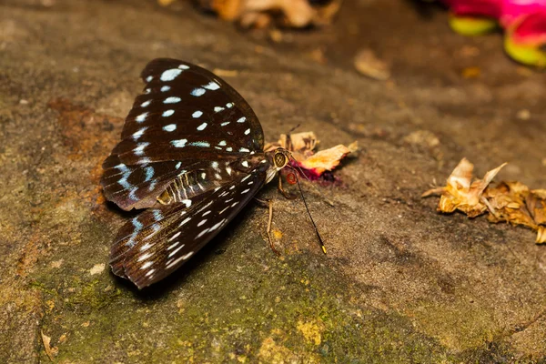 Female of Aarchduke butterfly on fruit — Stock Photo, Image