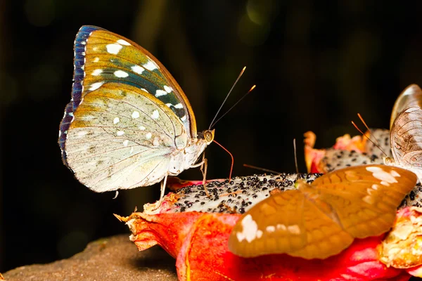 Vrouw van aarchduke vlinder op fruit — Stockfoto