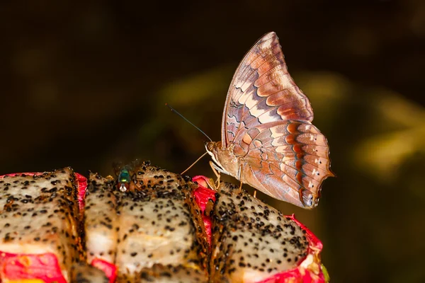 フルーツに黄褐色のラジャ蝶 — ストック写真