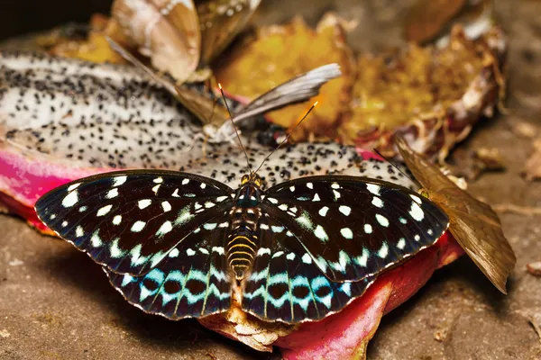 Vrouw van gemeenschappelijke aarchduke vlinder op fruit — Stockfoto