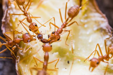 Kırmızı weaver karıncalar ekip çalışması