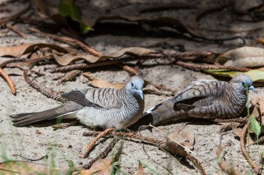 Çift Zebra kumru rahatlatıcı zeminde