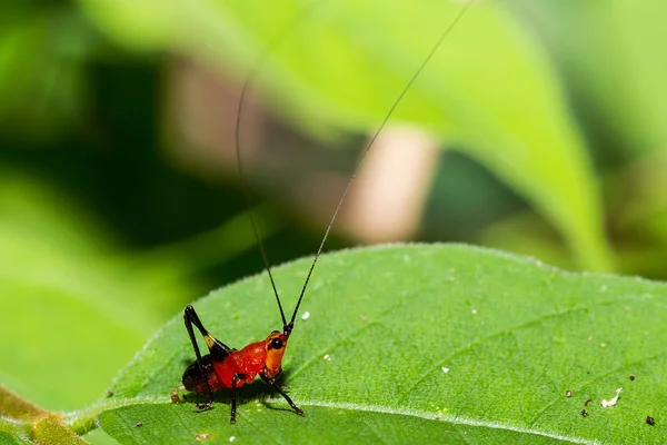 Tiny Beautiful Asian Red And Black Long Horn Grasshopper — Stock Photo, Image