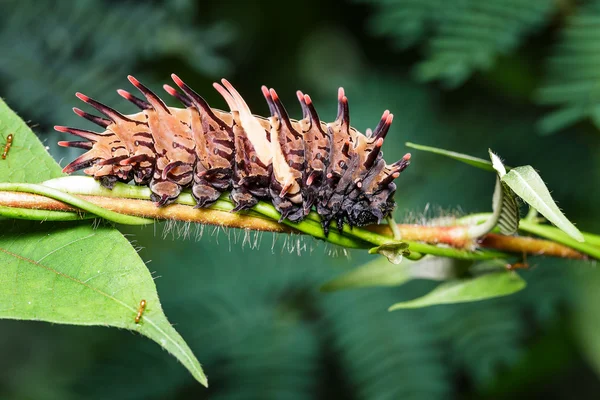 Caterpillar ortak altın birdwing kelebek — Stok fotoğraf