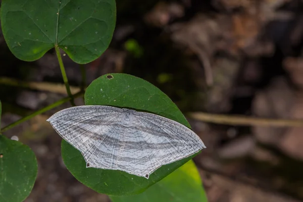 Pseudomicronia aculeata white moth — Stock Photo, Image