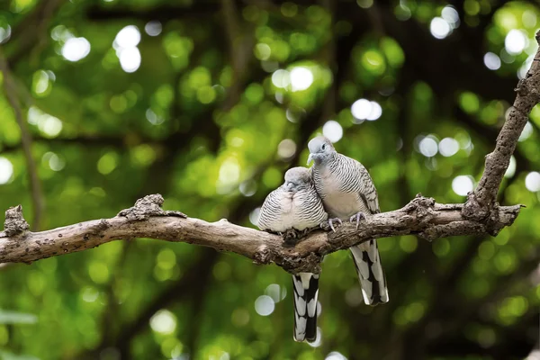 Pareja Zebra paloma relajante en el árbol —  Fotos de Stock